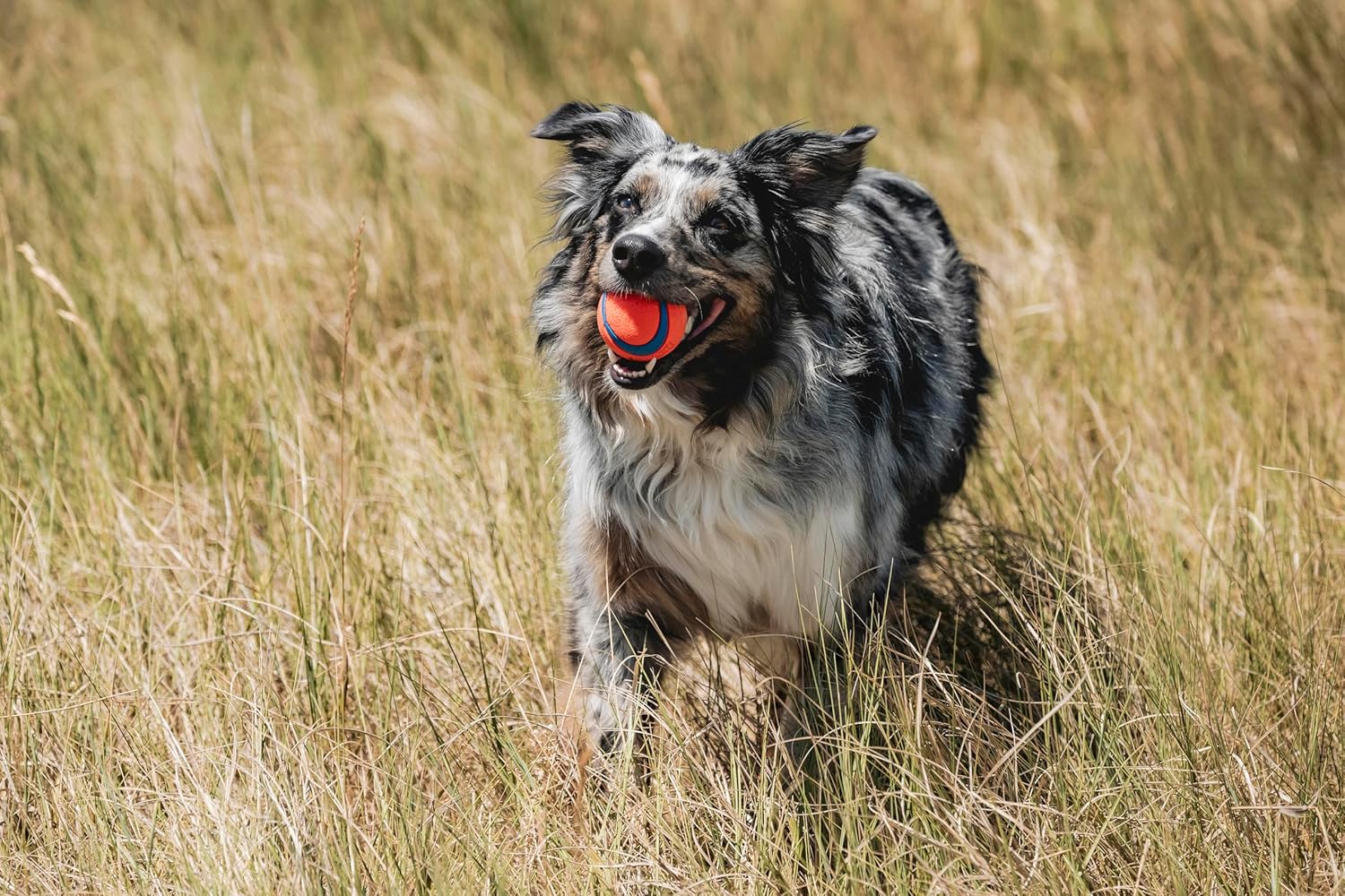 Ultra Ball Dog Toy - Medium Bouncy Fetch Balls for Dogs 20-60 Lbs - Made from Durable Rubber - Floating Water Pet Toys - Size Medium - 2.5-Inch Diameter - Pack of 2